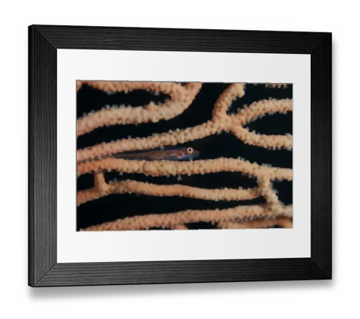 Framed Print : Stonycoral Ghostgoby (Pleurosicya micheli) adult, on sea-fan coral, Lembata Island, Solor Archipelago, Lesser Sunda Islands, Indonesia Framed Print : Stonycoral Ghostgoby (Pleurosicya micheli) adult, on sea-fan coral, Lembata Island, Solor Archipelago, Lesser Sunda Islands, Indonesia