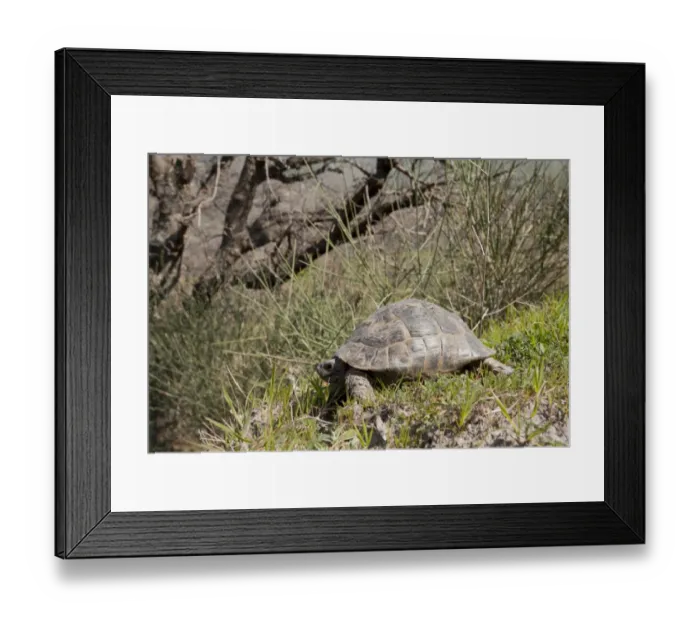 Framed Print : Spur-thighed Tortoise (Testudo graeca) adult, standing on slope, West Lesvos, Greece, march Framed Print : Spur-thighed Tortoise (Testudo graeca) adult, standing on slope, West Lesvos, Greece, march
