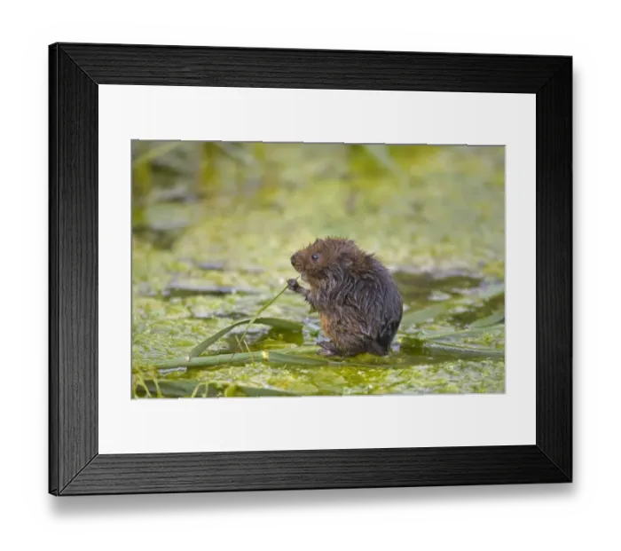 Framed Print : Water Vole (Arvicola terrestris) adult, feeding on reed leaf, Norfolk, England, august Framed Print : Water Vole (Arvicola terrestris) adult, feeding on reed leaf, Norfolk, England, august