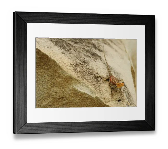 Framed Print : Rock Agama (Agama agama) adult female, standing on rock, Ruaha N. P. Tanzania Framed Print : Rock Agama (Agama agama) adult female, standing on rock, Ruaha N. P. Tanzania