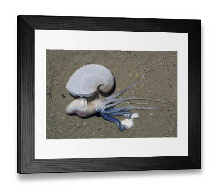 Framed Print : Paper Nautilus (Argonauta argo) Living female removed from shell  /  Krassa Beach, Skiathos