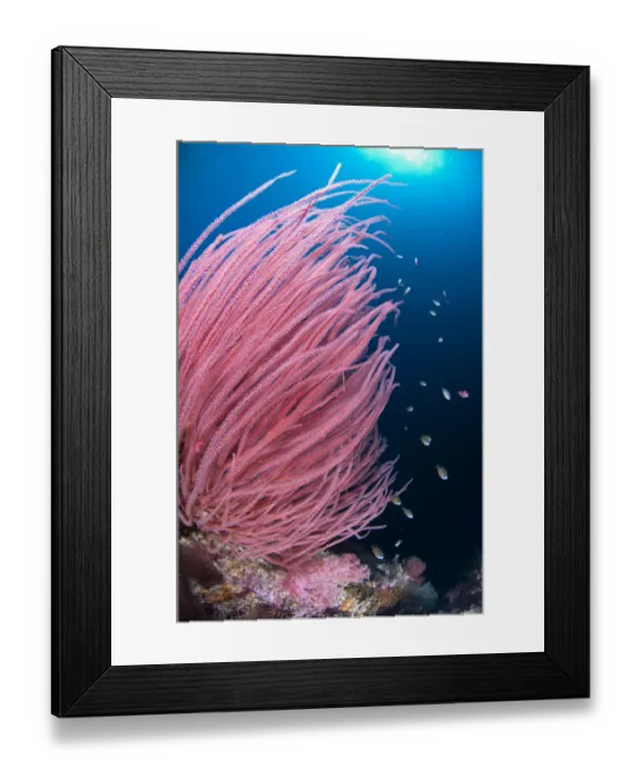 Framed Print : Red Whip Coral (Ellisella cercida) with small fish on reef, Kadola Island, Penyu Islands, Maluku Islands, Banda Sea, Indonesia Framed Print : Red Whip Coral (Ellisella cercida) with small fish on reef, Kadola Island, Penyu Islands, Maluku Islands, Banda Sea, Indonesia