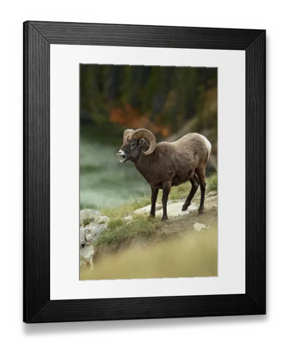 Framed Print : Bighorn Sheep (Ovis canadensis) adult male, with mouth open, standing on slope, Jasper N. P. Rocky Mountains, Alberta, Canada, september Framed Print : Bighorn Sheep (Ovis canadensis) adult male, with mouth open, standing on slope, Jasper N. P. Rocky Mountains, Alberta, Canada, september