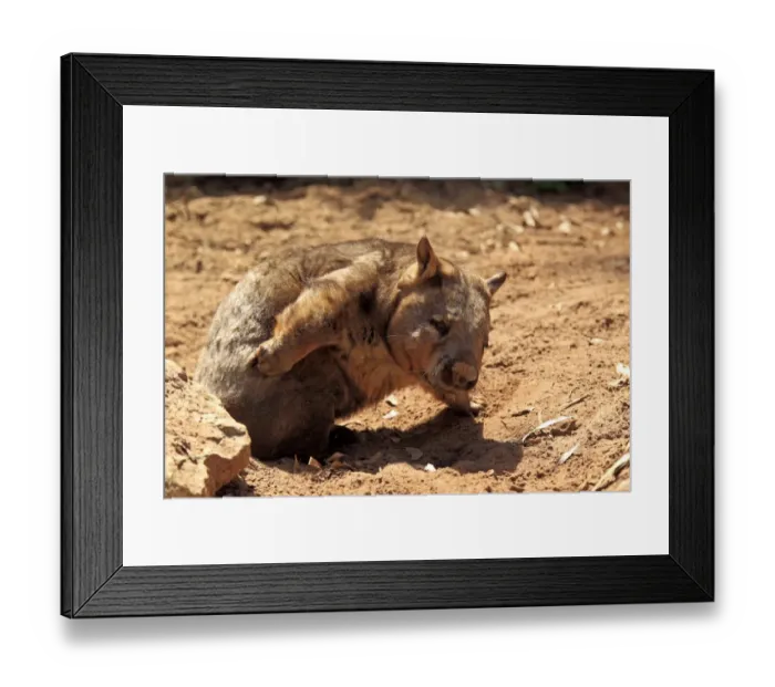 Framed Print : Southern Hairy-nosed Wombat (Lasiorhinus latifrons) adult, scratching, South Australia, Australia Framed Print : Southern Hairy-nosed Wombat (Lasiorhinus latifrons) adult, scratching, South Australia, Australia