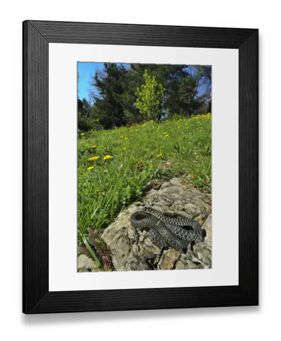 Framed Print : Western Whipsnake (Hierophis viridiflavus) adult, basking on rock in habitat, Italy Framed Print : Western Whipsnake (Hierophis viridiflavus) adult, basking on rock in habitat, Italy