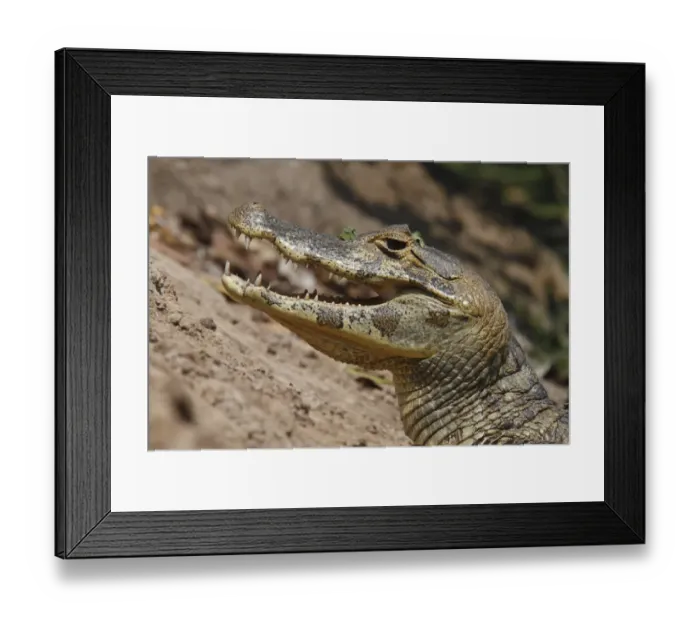 Framed Print : Paraguayan Caiman (Caiman yacare) adult, close-up of head, resting with mouth open, Pantanal, Mato Grosso, Brazil Framed Print : Paraguayan Caiman (Caiman yacare) adult, close-up of head, resting with mouth open, Pantanal, Mato Grosso, Brazil