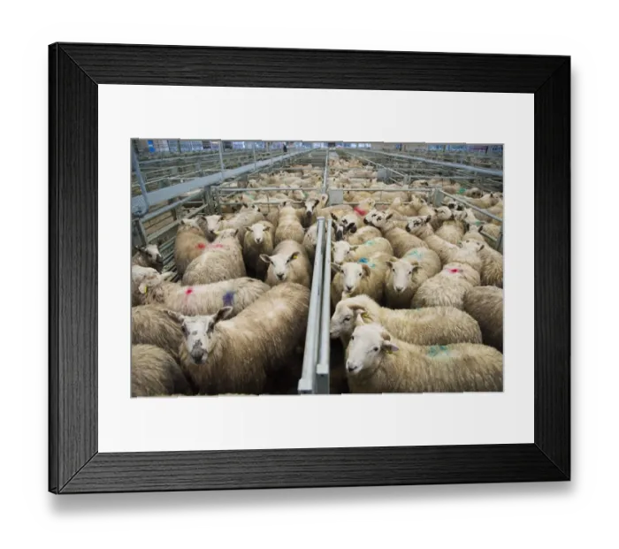 Framed Print : Domestic Sheep, lambs, flock spray marked in pens at market, Welshpool Livestock Market, Welshpool, Powys, Wales, december Framed Print : Domestic Sheep, lambs, flock spray marked in pens at market, Welshpool Livestock Market, Welshpool, Powys, Wales, december