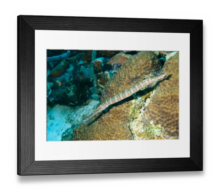 Framed Print : Trumpetfish (Aulostomus maculatus) adult, drifting over reef, Bonaire, Leeward Antilles, Lesser Antilles, Caribbean Framed Print : Trumpetfish (Aulostomus maculatus) adult, drifting over reef, Bonaire, Leeward Antilles, Lesser Antilles, Caribbean