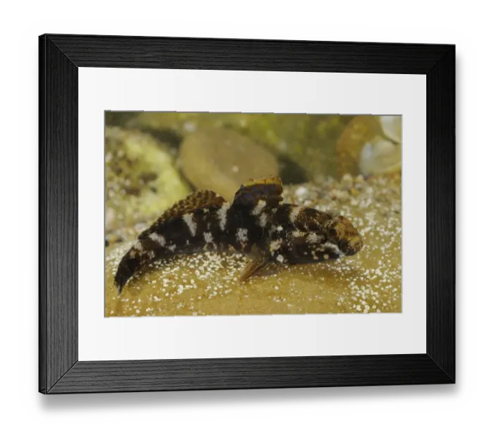 Framed Print : Rock Goby (Gobius paganellus) adult, resting on rock, Italy, august