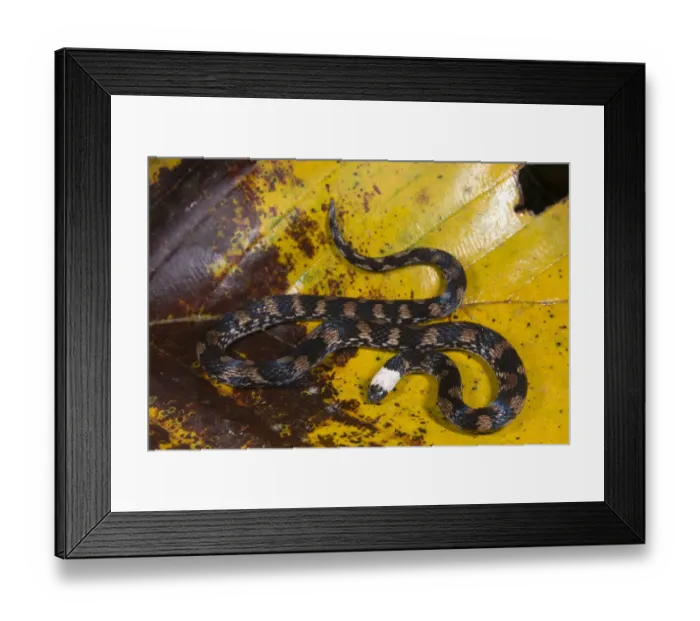 Framed Print : Ground Snake (Atractus sp. ) adult, on leaf litter, Los Amigos Biological Station, Madre de Dios, Amazonia, Peru Framed Print : Ground Snake (Atractus sp. ) adult, on leaf litter, Los Amigos Biological Station, Madre de Dios, Amazonia, Peru