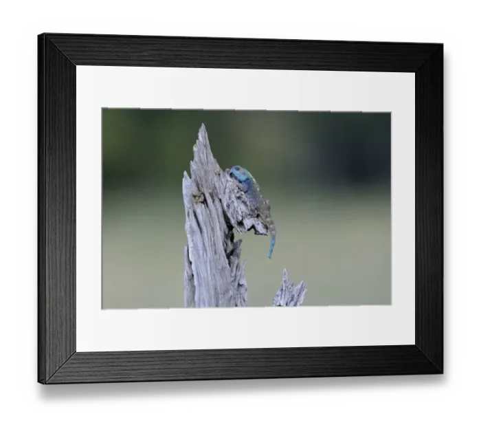 Framed Print : Southern Tree Agama (Acanthocercus atricollis) adult male, resting on tree stump, Masai Mara, Kenya Framed Print : Southern Tree Agama (Acanthocercus atricollis) adult male, resting on tree stump, Masai Mara, Kenya