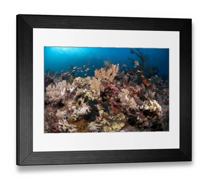 Framed Print : Coral reef habitat with various species of fish, Caldera, Komba Island, Lesser Sunda Islands, Indonesia Framed Print : Coral reef habitat with various species of fish, Caldera, Komba Island, Lesser Sunda Islands, Indonesia