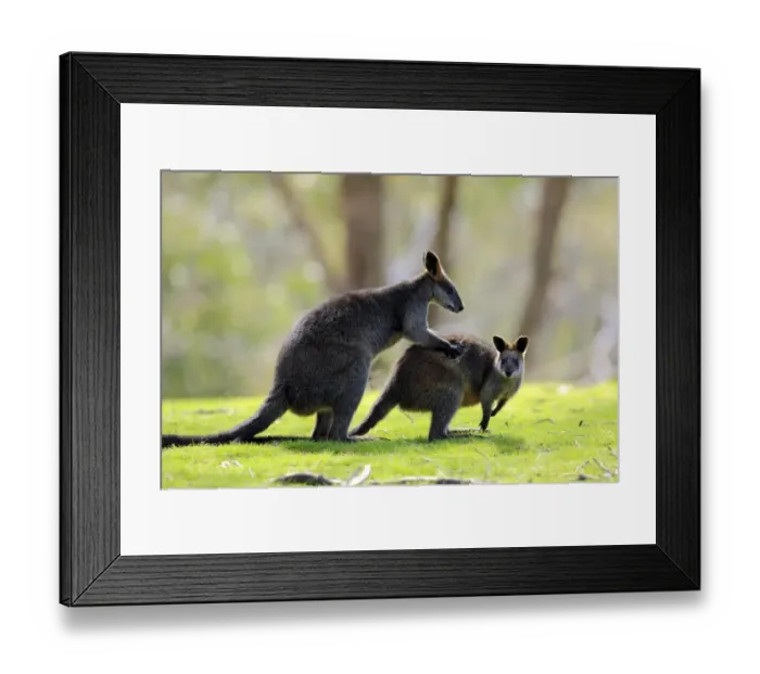 Framed Print : Swamp Wallaby (Wallabia bicolor) adult pair, male holding female, South Australia, Australia Framed Print : Swamp Wallaby (Wallabia bicolor) adult pair, male holding female, South Australia, Australia