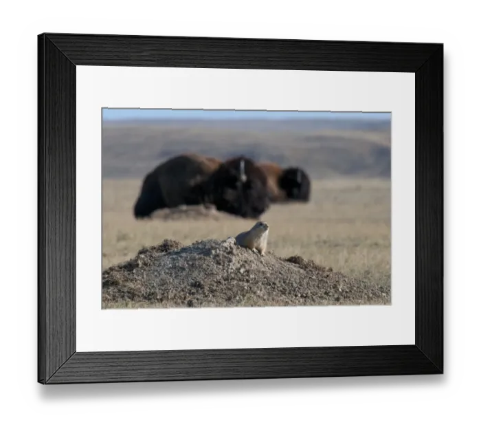 Framed Print : Black-tailed Prairie Dog (Cynomys ludovicianus) adult, sitting at burrow entrance, with Plains Bison (Bison bison bison) in background, in shortgrass prairie habitat, West Bloc, Grasslands N. P. Southern Saskatchewan, Canada, october Framed Print : Black-tailed Prairie Dog (Cynomys ludovicianus) adult, sitting at burrow entrance, with Plains Bison (Bison bison bison) in background, in shortgrass prairie habitat, West Bloc, Grasslands N. P. Southern Saskatchewan, Canada, october