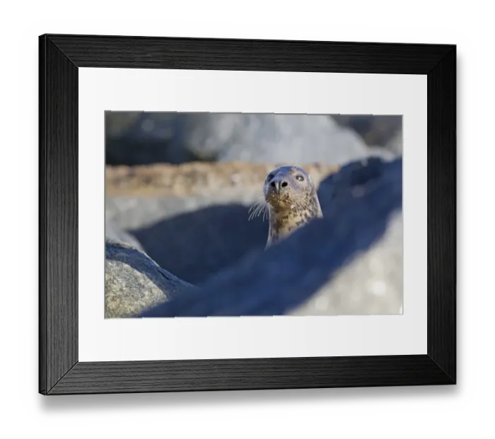 Framed Print : Grey Seal (Halichoerus grypus) adult female, looking over rocks on beach, Horsey, Norfolk, England, november Framed Print : Grey Seal (Halichoerus grypus) adult female, looking over rocks on beach, Horsey, Norfolk, England, november