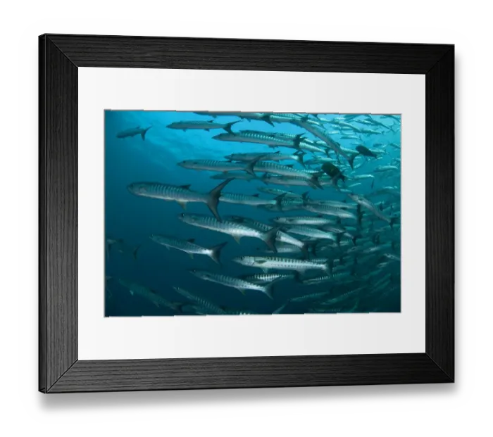 Framed Print : Blackfin Barracuda (Sphyraena qenie) shoal, Sipadan Island, Sabah, Borneo, Malaysia Framed Print : Blackfin Barracuda (Sphyraena qenie) shoal, Sipadan Island, Sabah, Borneo, Malaysia