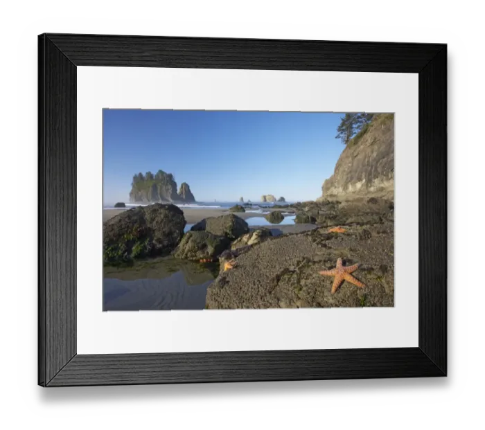 Framed Print : Ochre Seastar (Pisaster ochraceus) adults, on rocks at low tide, with tidepools and offshore sea stacks in distance, Second Beach, Olympic N. P. Washington State, U. S. A Framed Print : Ochre Seastar (Pisaster ochraceus) adults, on rocks at low tide, with tidepools and offshore sea stacks in distance, Second Beach, Olympic N. P. Washington State, U. S. A