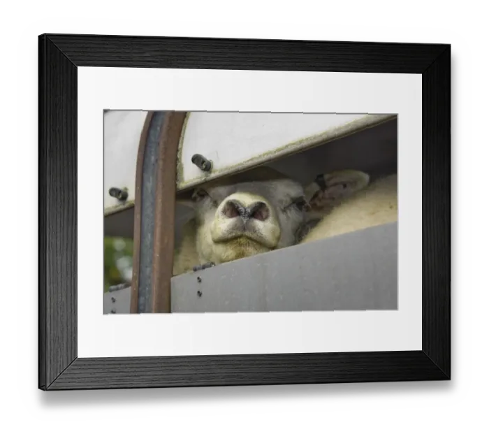 Framed Print : Domestic Sheep, Texel ewe, close-up of head, looking out from livestock trailer, Holmfirth Livestock Market, Yorkshire, England, october Framed Print : Domestic Sheep, Texel ewe, close-up of head, looking out from livestock trailer, Holmfirth Livestock Market, Yorkshire, England, october