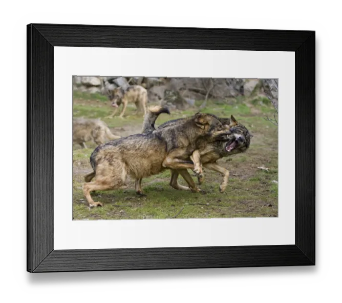 Framed Print : Iberian Wolf (Canis lupus signatus) two adults, fighting, dominance interaction, on private reserve, Spain (captive) Framed Print : Iberian Wolf (Canis lupus signatus) two adults, fighting, dominance interaction, on private reserve, Spain (captive)