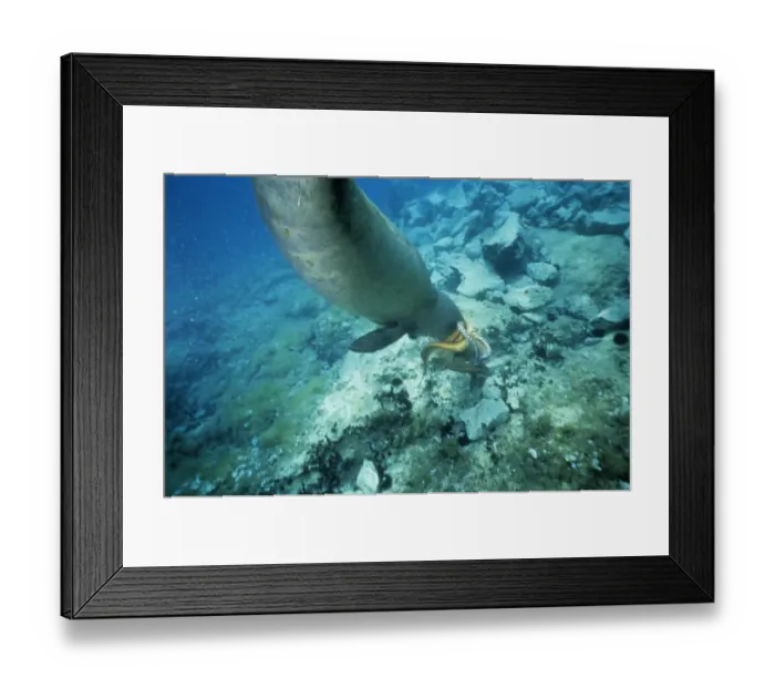 Framed Print : Mediterranean Monk Seal (Monachus monachus) adult, diving underwater, feeding on octopus prey, Greece Framed Print : Mediterranean Monk Seal (Monachus monachus) adult, diving underwater, feeding on octopus prey, Greece