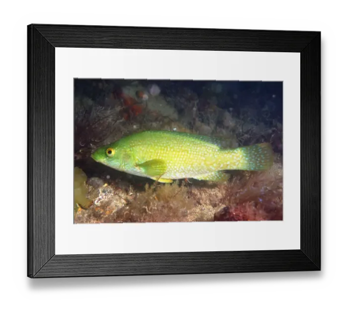 Framed Print : Ballan Wrasse (Labrus bergylta) adult, swimming, Swanage Pier, Swanage Bay, Isle of Purbeck, Dorset, England, july Framed Print : Ballan Wrasse (Labrus bergylta) adult, swimming, Swanage Pier, Swanage Bay, Isle of Purbeck, Dorset, England, july