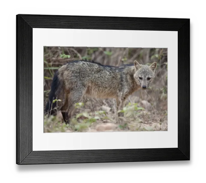 Framed Print : Crab-eating Zorro (Dusicyon thous) adult, standing in savannah, Pantanal, Mato Grosso, Brazil