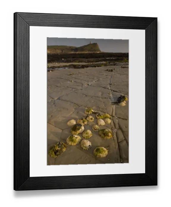 Framed Print : Common Limpet (Patella vulgata) adults, group attached to rocks at low tide, with Clavel Tower on clifftop in distance, Kimmeridge Bay, Dorset, England, march Framed Print : Common Limpet (Patella vulgata) adults, group attached to rocks at low tide, with Clavel Tower on clifftop in distance, Kimmeridge Bay, Dorset, England, march