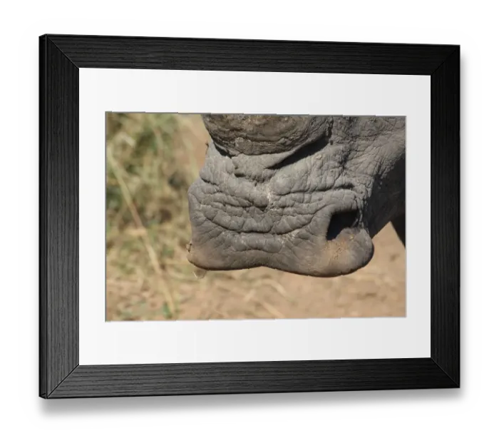 Framed Print : White Rhinoceros (Ceratotherium simum) adult, close-up of square lip, Hlane Game Reserve, Swaziland Framed Print : White Rhinoceros (Ceratotherium simum) adult, close-up of square lip, Hlane Game Reserve, Swaziland
