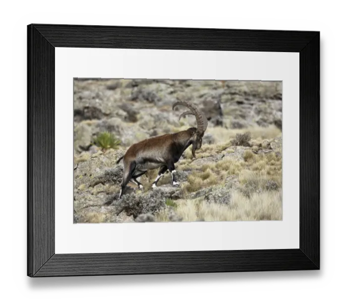 Framed Print : Walia Ibex (Capra walie) adult male, walking on rocks, Simien Mountains, Ethiopia Framed Print : Walia Ibex (Capra walie) adult male, walking on rocks, Simien Mountains, Ethiopia