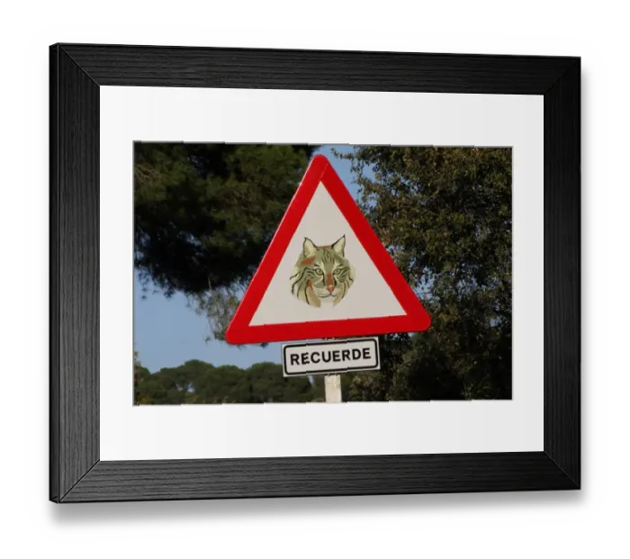 Framed Print : Iberian Lynx (Lynx pardinus) crossing warning sign beside road in dehesa, Sierra de Andujar, Jaen, Andalucia, Spain Framed Print : Iberian Lynx (Lynx pardinus) crossing warning sign beside road in dehesa, Sierra de Andujar, Jaen, Andalucia, Spain