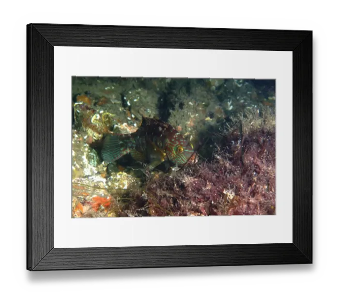 Framed Print : Corkwing Wrasse (Symphodus melops) adult, building nest, Swanage Pier, Swanage Bay, Isle of Purbeck, Dorset, England, may