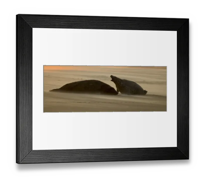 Framed Print : Grey Seal (Halichoerus grypus) adult male and female, calling, resting on beach at sunset, Blakeney Point, Norfolk, England, november Framed Print : Grey Seal (Halichoerus grypus) adult male and female, calling, resting on beach at sunset, Blakeney Point, Norfolk, England, november