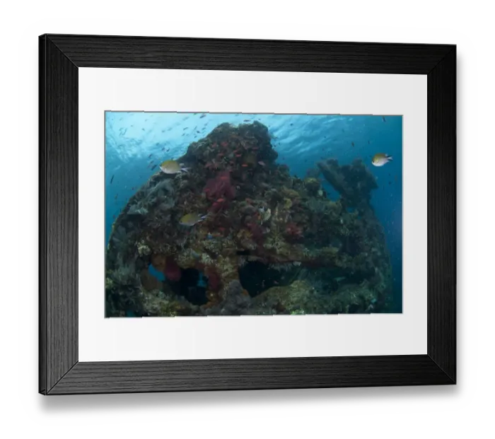 Framed Print : Fish swimming around coral encrusted shipwreck, Liberty Wreck, Tulamben, Bali, Lesser Sunda Islands, Indonesia Framed Print : Fish swimming around coral encrusted shipwreck, Liberty Wreck, Tulamben, Bali, Lesser Sunda Islands, Indonesia
