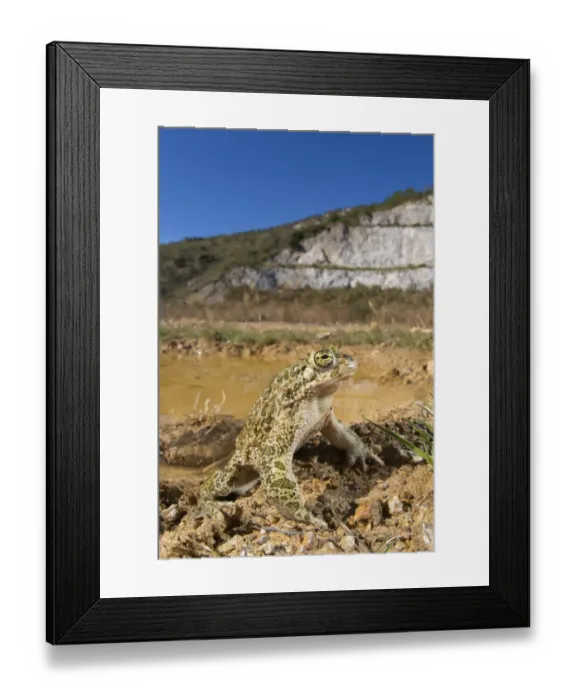 Framed Print : European Green Toad (Bufo viridis) adult male, standing at edge of pool in habitat, Italy Framed Print : European Green Toad (Bufo viridis) adult male, standing at edge of pool in habitat, Italy