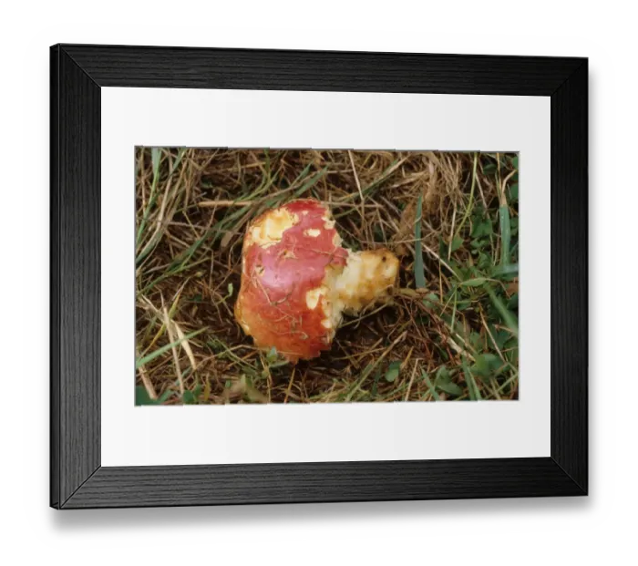 Framed Print : Common Brushtail Possum (Trichosurus vulpecula) introduced species, feeding damage to Cultivated Apple (Malus domestica) crop, Gisborne, North Island, New Zealand Framed Print : Common Brushtail Possum (Trichosurus vulpecula) introduced species, feeding damage to Cultivated Apple (Malus domestica) crop, Gisborne, North Island, New Zealand