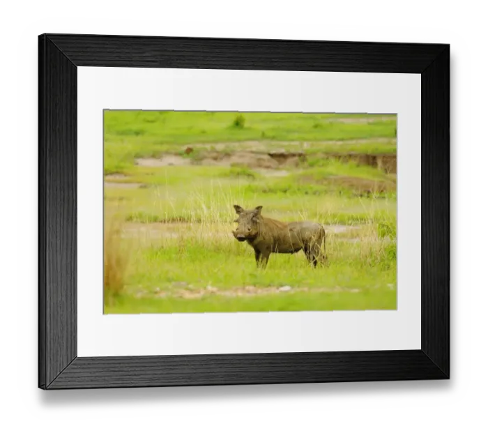 Framed Print : Common Warthog (Phacochoerus africanus) adult, standing amongst grass in habitat, Ruaha N. P. Tanzania Framed Print : Common Warthog (Phacochoerus africanus) adult, standing amongst grass in habitat, Ruaha N. P. Tanzania