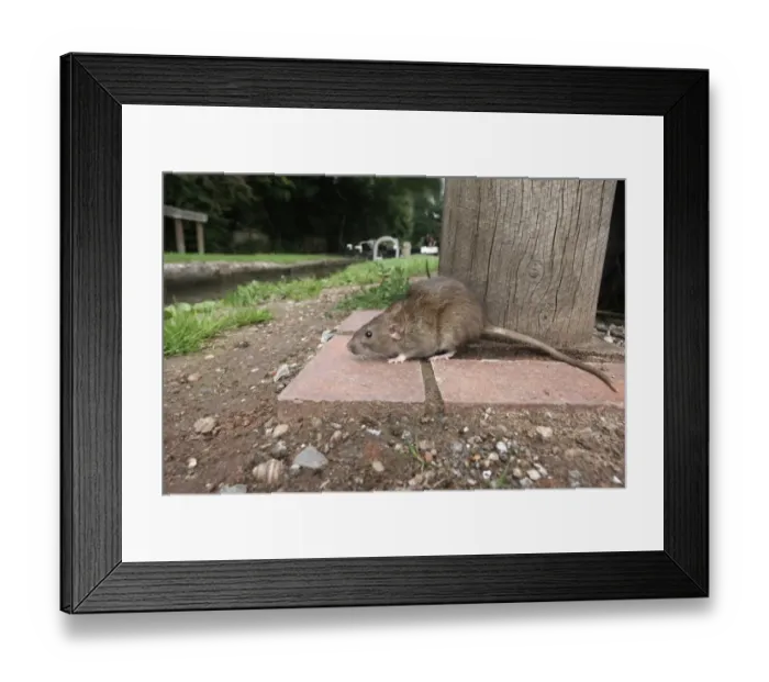 Framed Print : Brown Rat (Rattus norvegicus) adult, standing on canal bank, England, august (captive) Framed Print : Brown Rat (Rattus norvegicus) adult, standing on canal bank, England, august (captive)