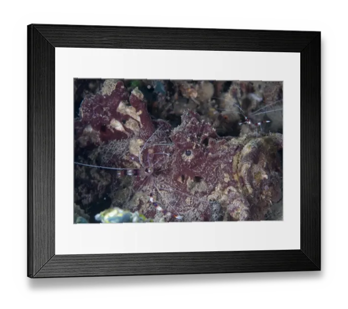 Framed Print : Banded Boxer Shrimp (Stenopus hispidus) two adults, feeding on Estuarine Stonefish (Synanceia horrida), Ambon Island, Maluku Islands, Banda Sea, Indonesia Framed Print : Banded Boxer Shrimp (Stenopus hispidus) two adults, feeding on Estuarine Stonefish (Synanceia horrida), Ambon Island, Maluku Islands, Banda Sea, Indonesia
