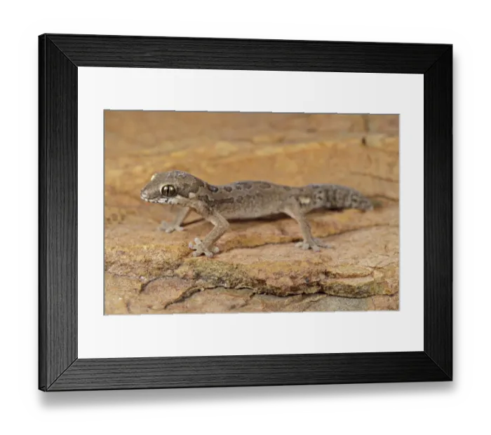Framed Print : Spotted Thick-toed Gecko (Pachydactylus maculatus) young, standing on rock, Karoo Region, South Africa Framed Print : Spotted Thick-toed Gecko (Pachydactylus maculatus) young, standing on rock, Karoo Region, South Africa