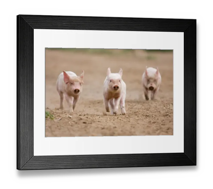 Framed Print : Domestic Pig, Large White x Landrace x Duroc, three freerange piglets, running, on outdoor unit, England, june Framed Print : Domestic Pig, Large White x Landrace x Duroc, three freerange piglets, running, on outdoor unit, England, june