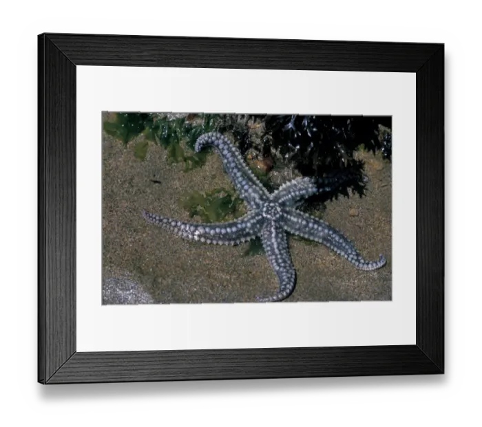 Framed Print : Starfish - Spiny (Marthasterias glacialis) close-up Duckpool, N. Cornwall  /  July