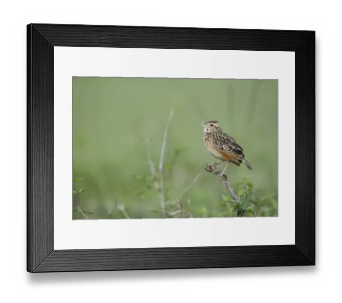 Framed Print : Rufous-naped Lark (Mirafra africana) adult, calling, perched on twig, Masai Mara, Kenya Framed Print : Rufous-naped Lark (Mirafra africana) adult, calling, perched on twig, Masai Mara, Kenya