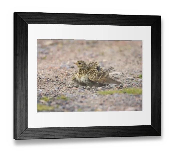 Framed Print : Skylark (Alauda arvensis) adult, dust bathing, Mainland, Shetland Islands, Scotland Framed Print : Skylark (Alauda arvensis) adult, dust bathing, Mainland, Shetland Islands, Scotland