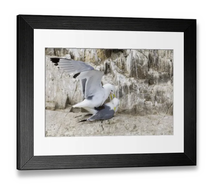 Framed Print : Kittiwake (Rissa tridactyla) adult pair, mating, Inner Farne, Farne Islands, Northumberland, England, summer Framed Print : Kittiwake (Rissa tridactyla) adult pair, mating, Inner Farne, Farne Islands, Northumberland, England, summer