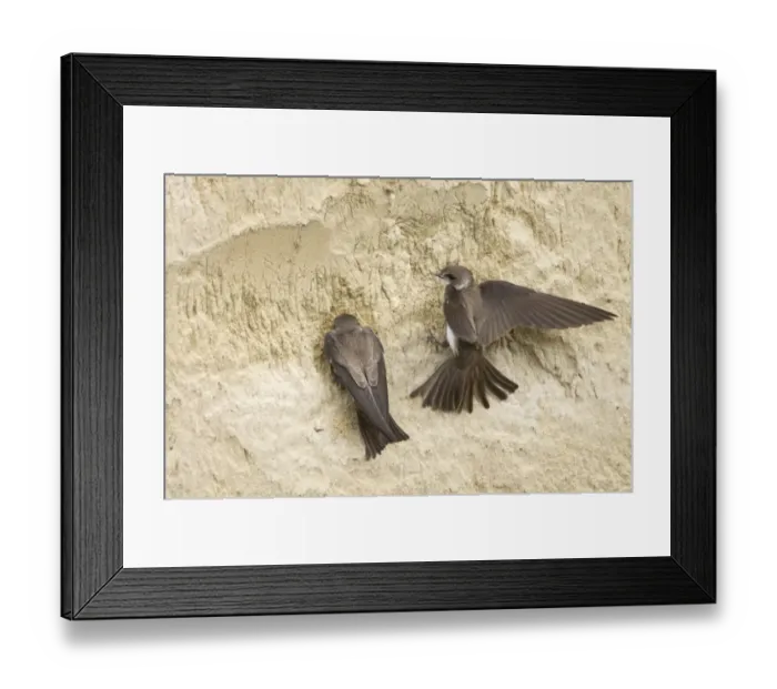 Framed Print : Sand Martin (Riparia riparia) adult pair, starting to excavate nesthole in sand bank, Hungary, may Framed Print : Sand Martin (Riparia riparia) adult pair, starting to excavate nesthole in sand bank, Hungary, may