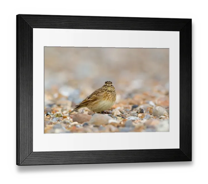 Framed Print : Skylark (Alauda arvensis) adult, winter plumage, standing on shingle beach, Suffolk, England, november