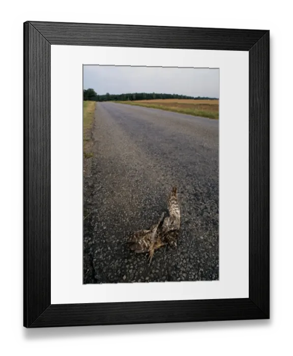Framed Print : Little Owl (Athene noctua) dead adult, roadkill casualty on minor rural road, near Wragby, Lincolnshire, England