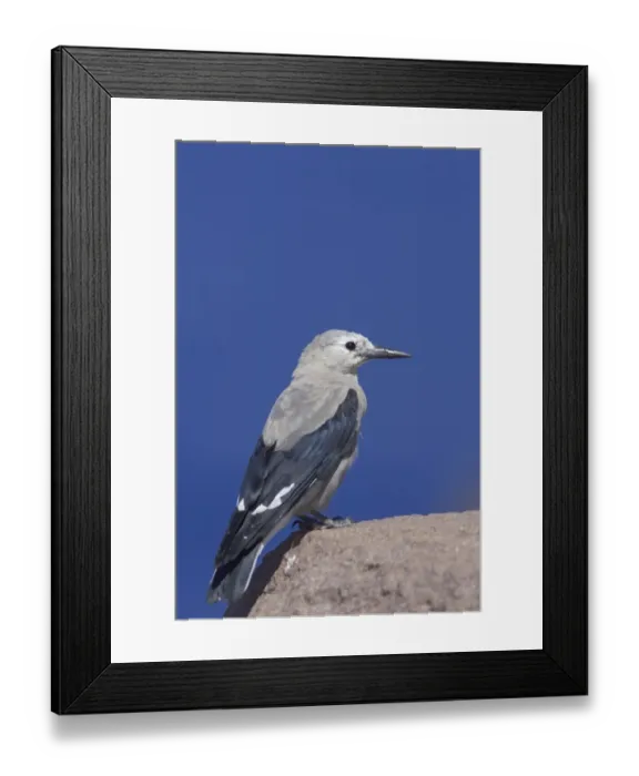 Framed Print : Clark's Nutcracker (Nucifraga columbiana) adult, standing on rock, Crater Lake N. P. Oregon, U. S. A Framed Print : Clark's Nutcracker (Nucifraga columbiana) adult, standing on rock, Crater Lake N. P. Oregon, U. S. A
