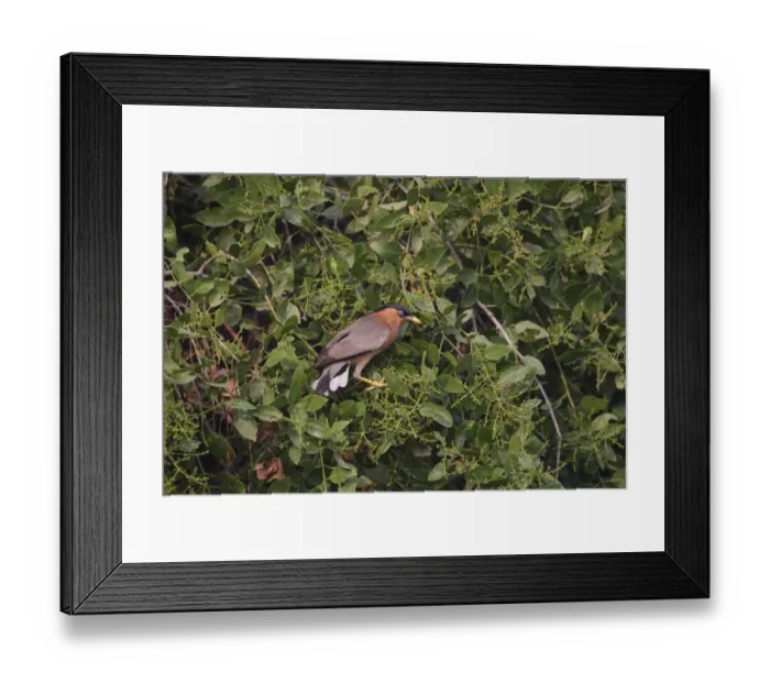 Framed Print : Brahminy Starling (Sturnus pagodarum) adult, feeding on fruit in bush, Keoladeo Ghana N. P. (Bharatpur), Rajasthan, India, november Framed Print : Brahminy Starling (Sturnus pagodarum) adult, feeding on fruit in bush, Keoladeo Ghana N. P. (Bharatpur), Rajasthan, India, november