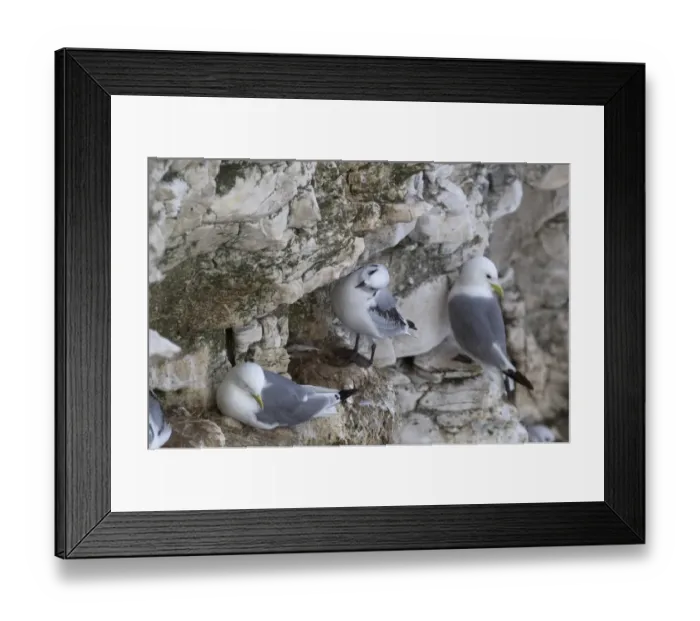 Framed Print : Kittiwake (Rissa tridactyla) adults and juvenile, nesting colony on cliff, Scotland, july Framed Print : Kittiwake (Rissa tridactyla) adults and juvenile, nesting colony on cliff, Scotland, july